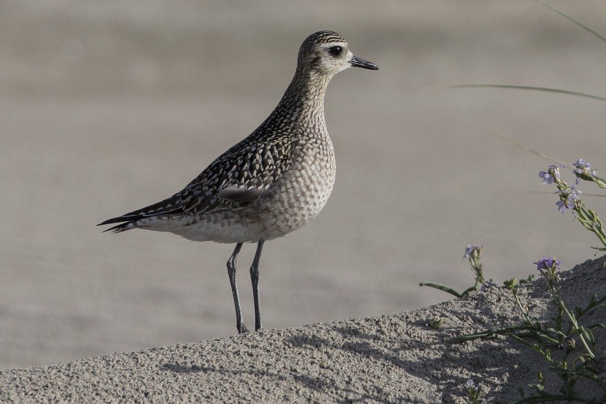 Pacific Golden-Plover - Robert Lockett