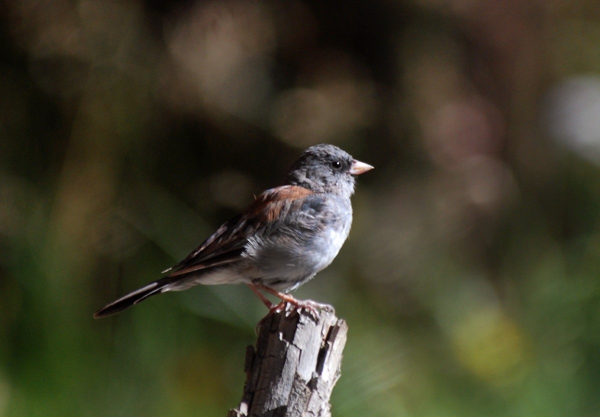 Junco ardoisé (caniceps) - ML117241591