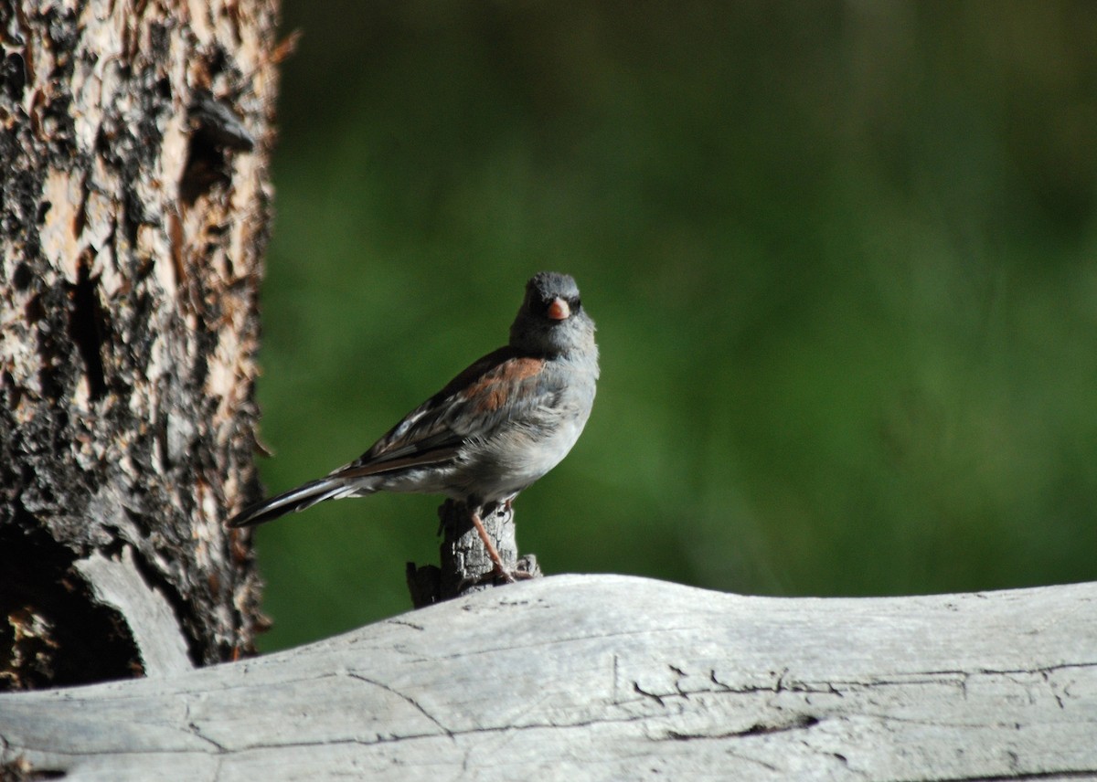 Junco ardoisé (caniceps) - ML117241601