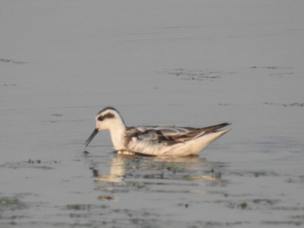 Red-necked Phalarope - ML117241901