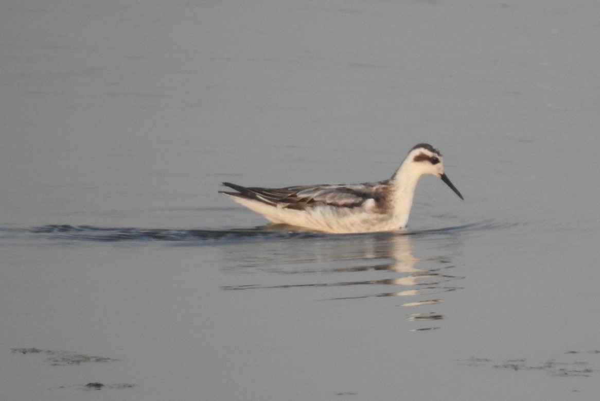 Red-necked Phalarope - ML117241931