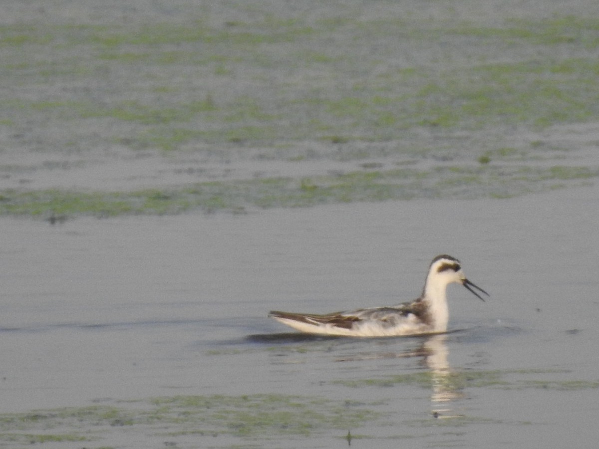 Red-necked Phalarope - ML117242031