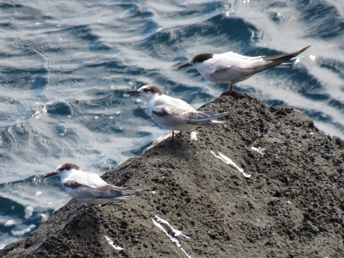 Roseate Tern - ML117243041