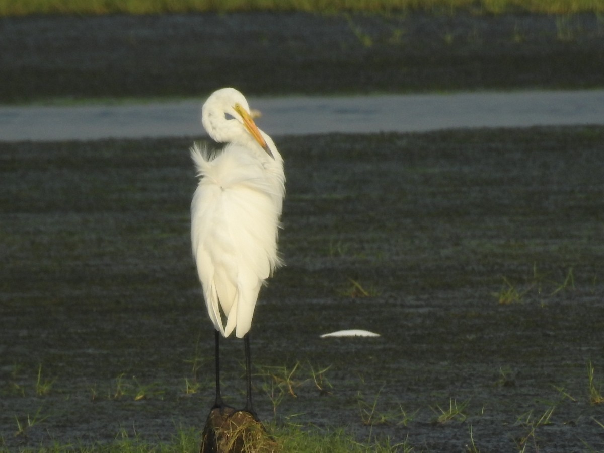 Great Egret - Kalpesh Gaitonde