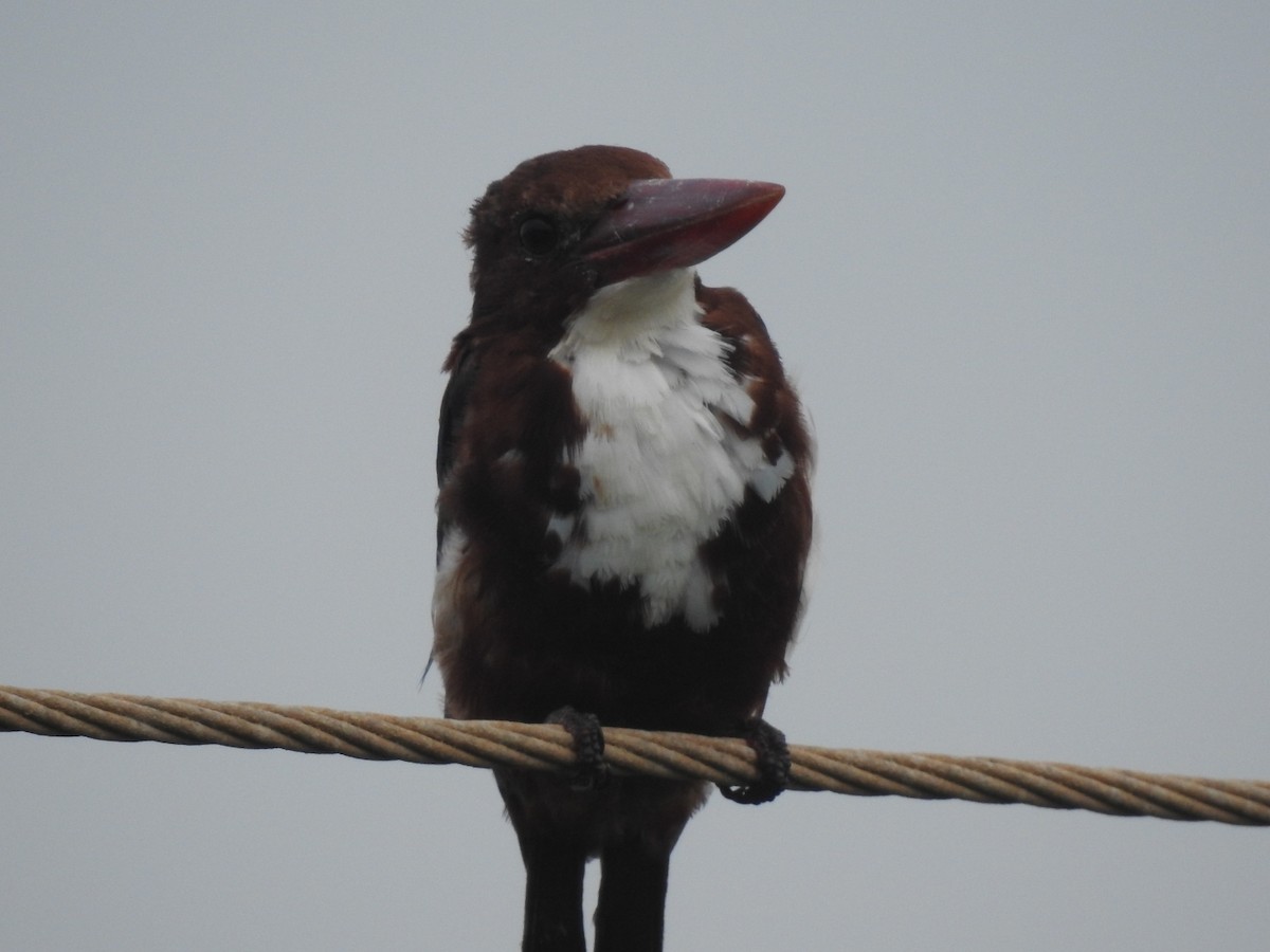 White-throated Kingfisher - ML117243551