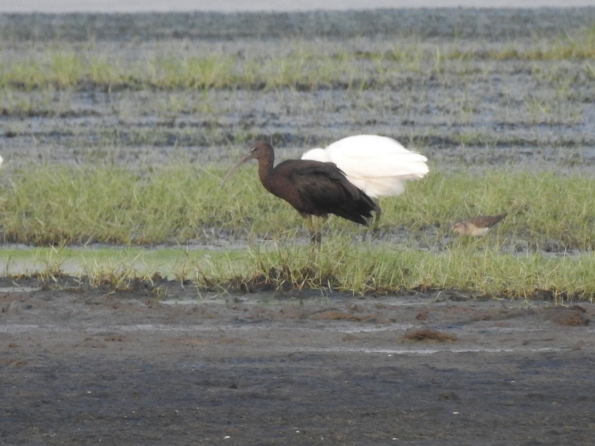 Glossy Ibis - ML117243701