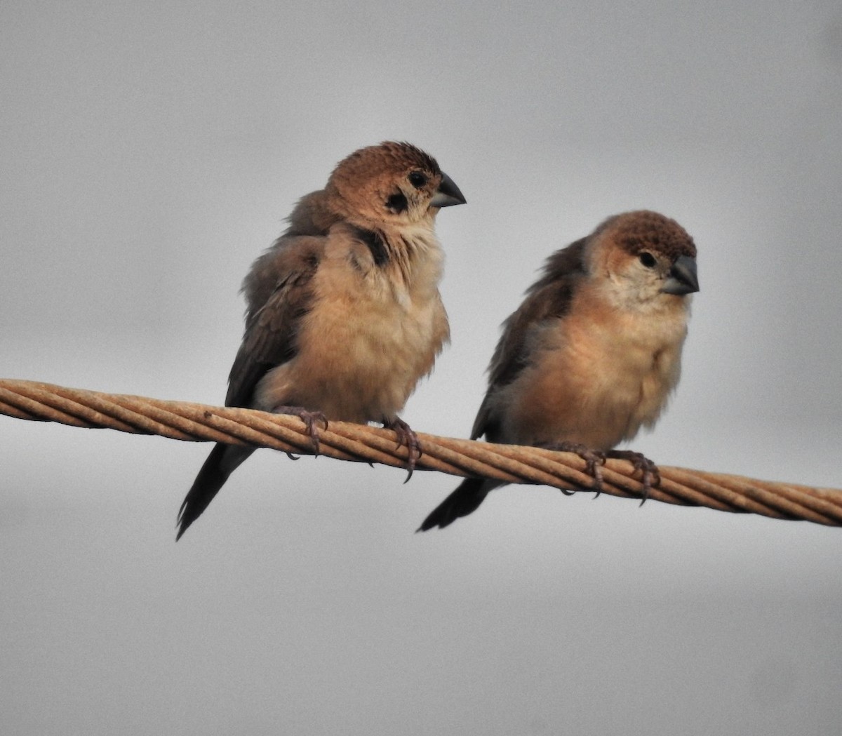 Indian Silverbill - ML117244161