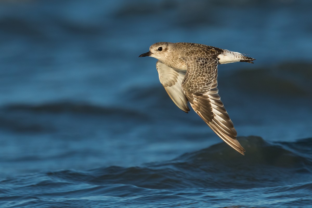 Black-bellied Plover - Dorian Anderson