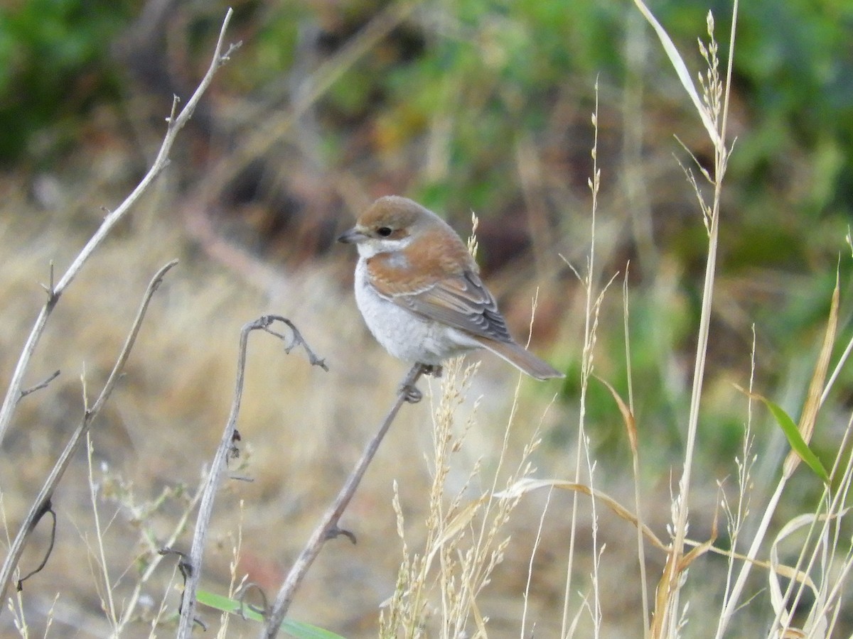 Red-backed Shrike - ML117244991