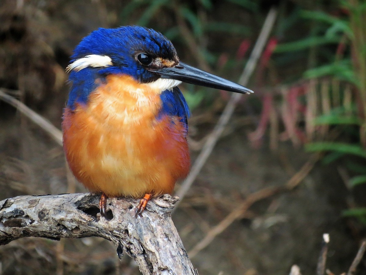 Azure Kingfisher - ML117248051