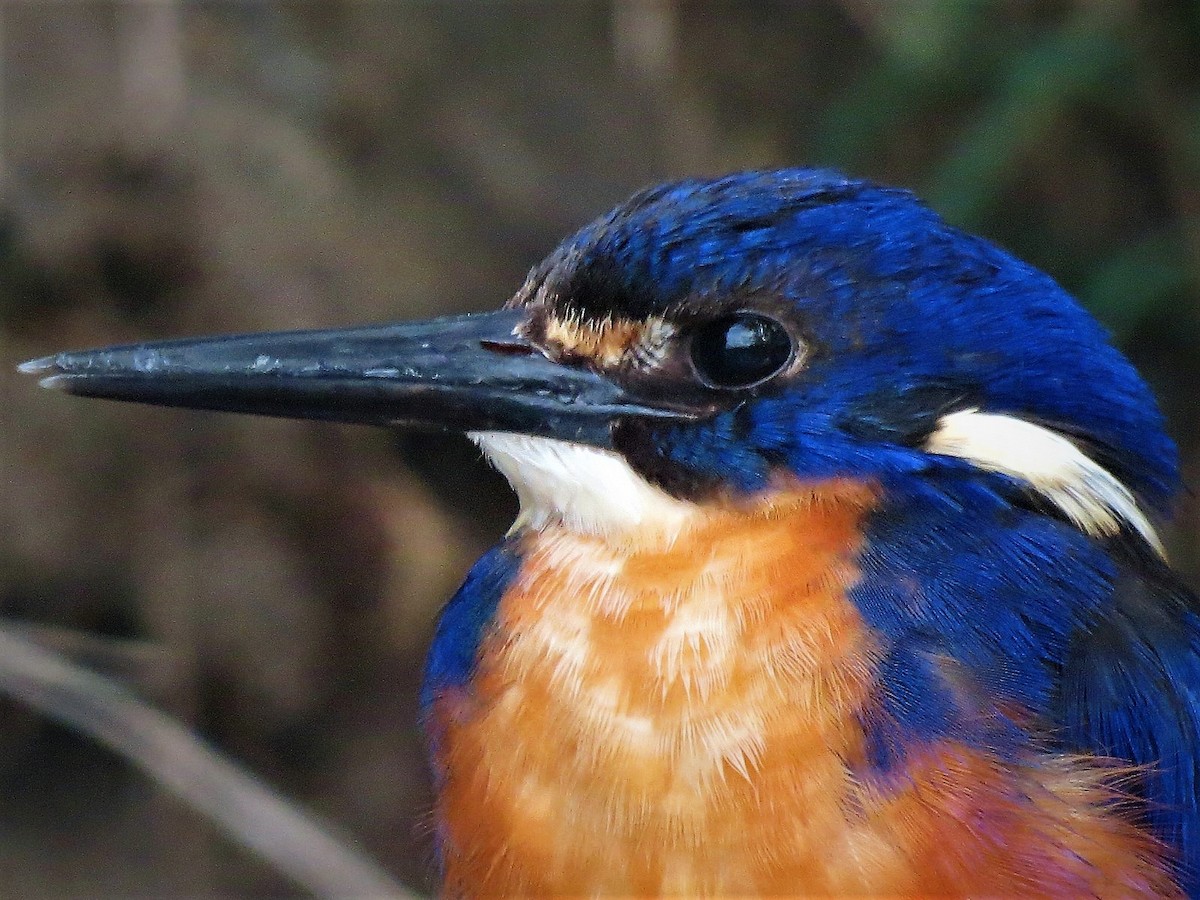 Azure Kingfisher - ML117248061