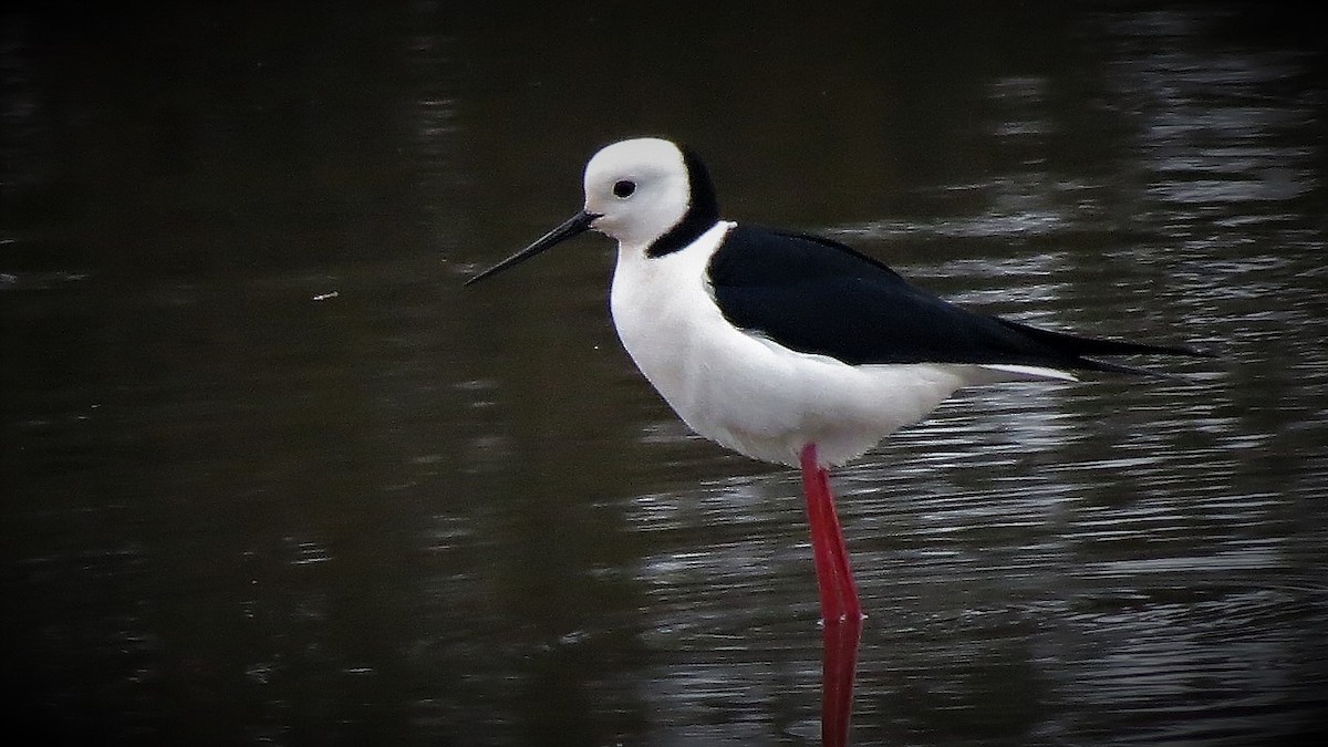 Pied Stilt - ML117248131