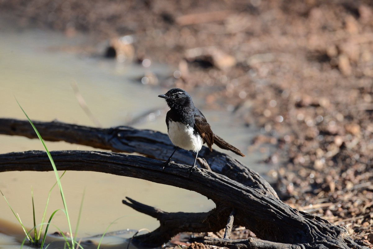 gallaviftestjert - ML117248701