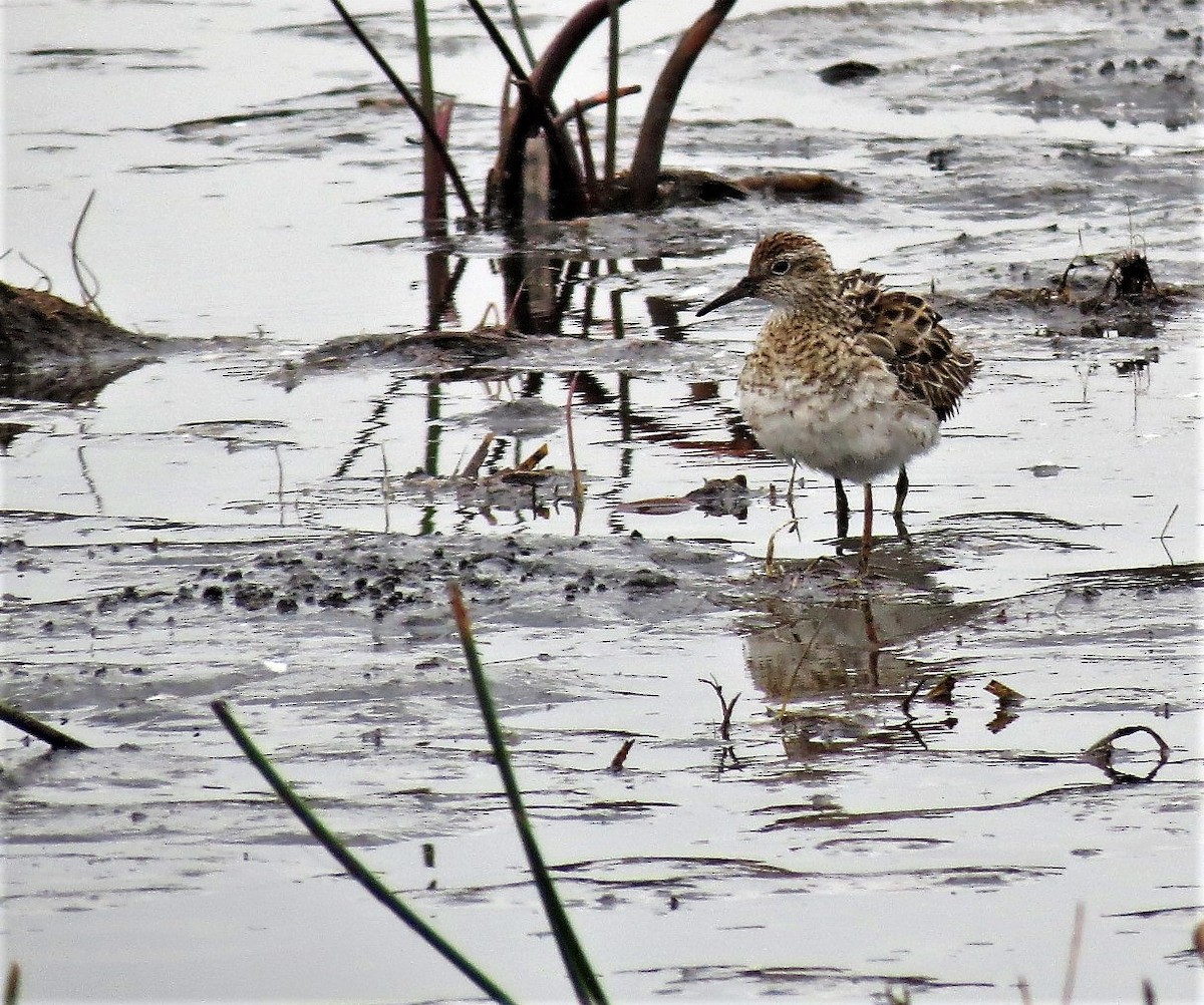 Sharp-tailed Sandpiper - ML117248841