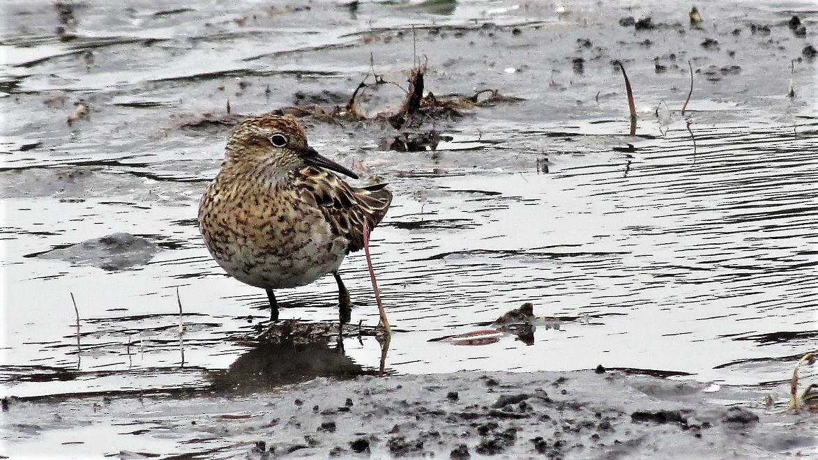 Sharp-tailed Sandpiper - ML117248851