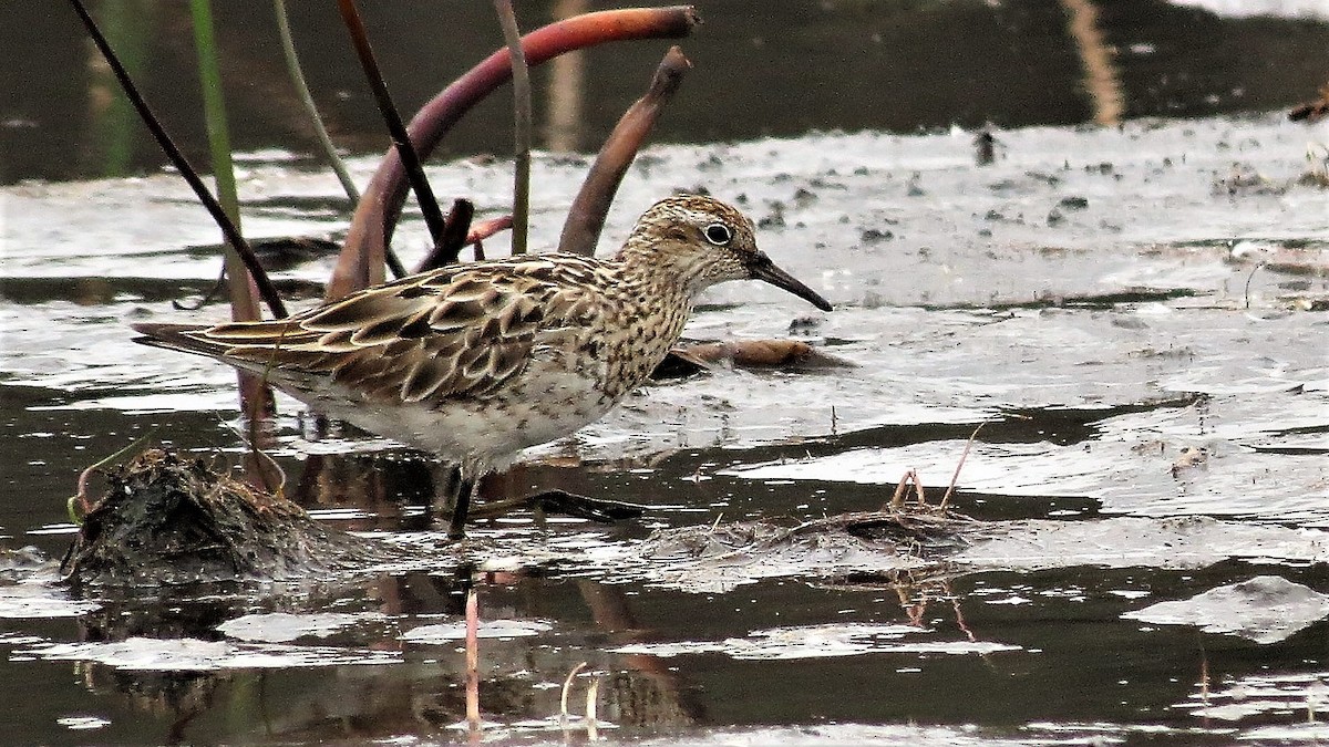 Sharp-tailed Sandpiper - ML117248861