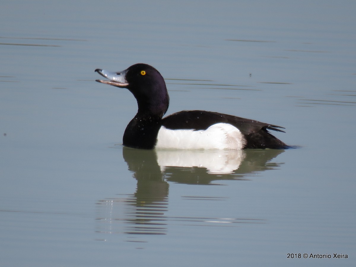 Tufted Duck - ML117249571