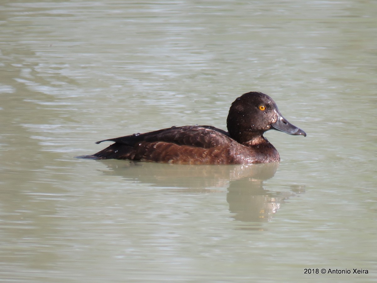 鳳頭潛鴨 - ML117249591