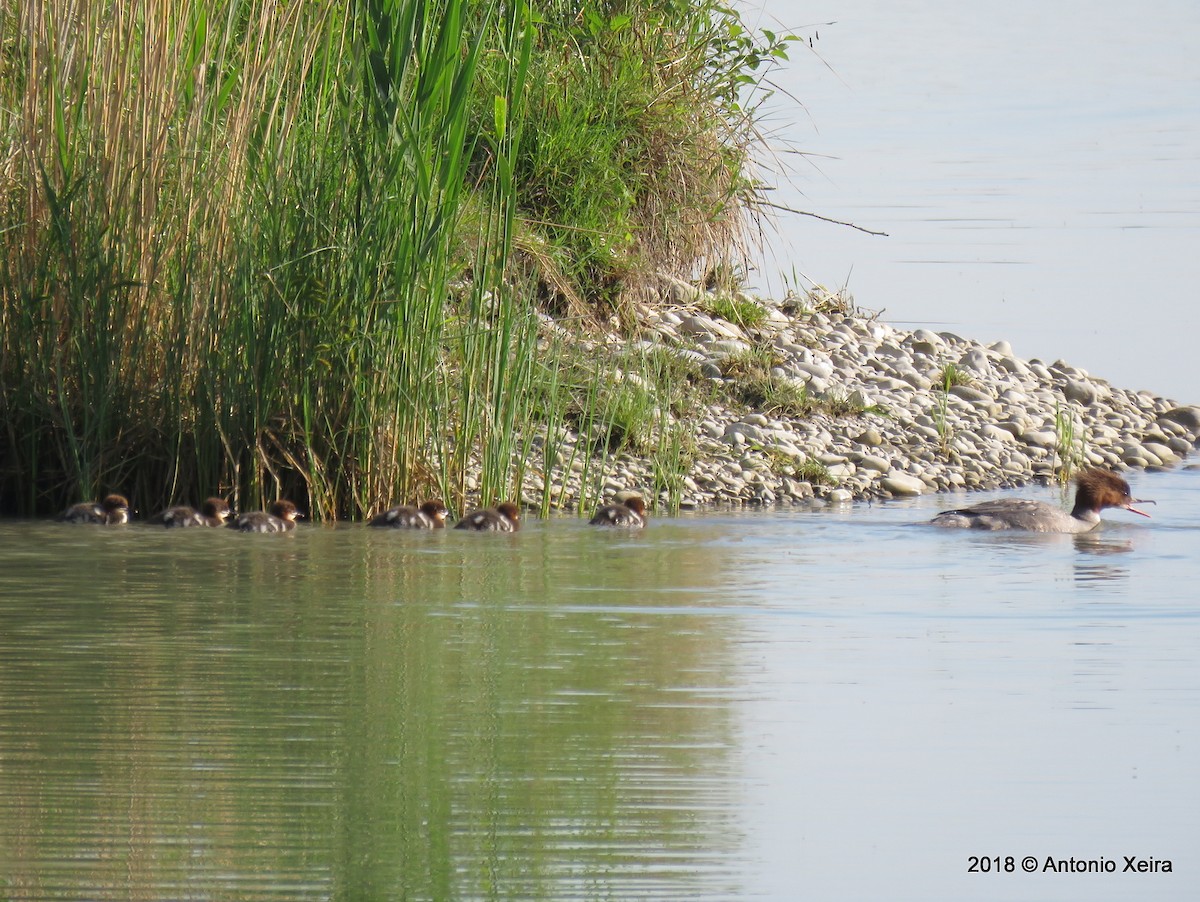 Common Merganser - ML117249621