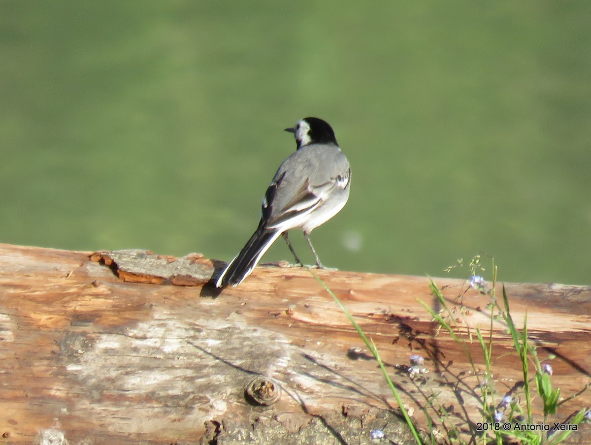 White Wagtail (White-faced) - ML117249771