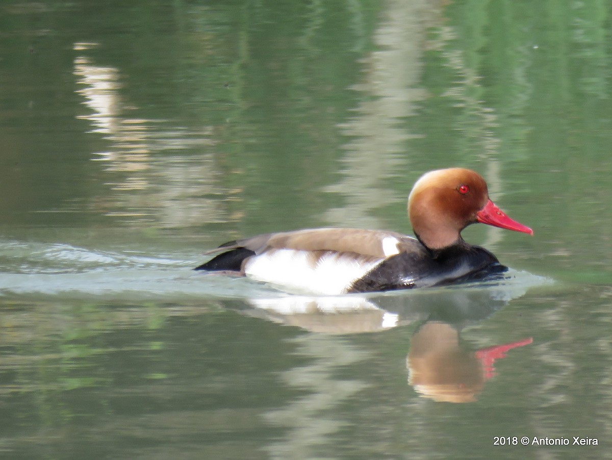 Red-crested Pochard - ML117249821