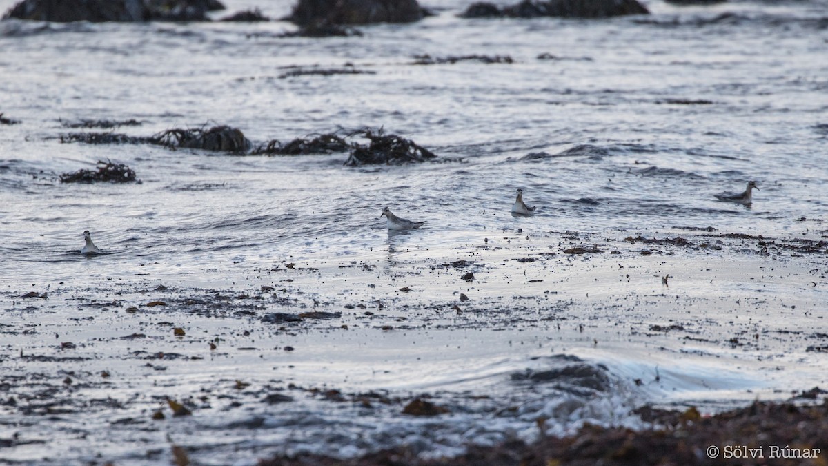 Red Phalarope - ML117250501