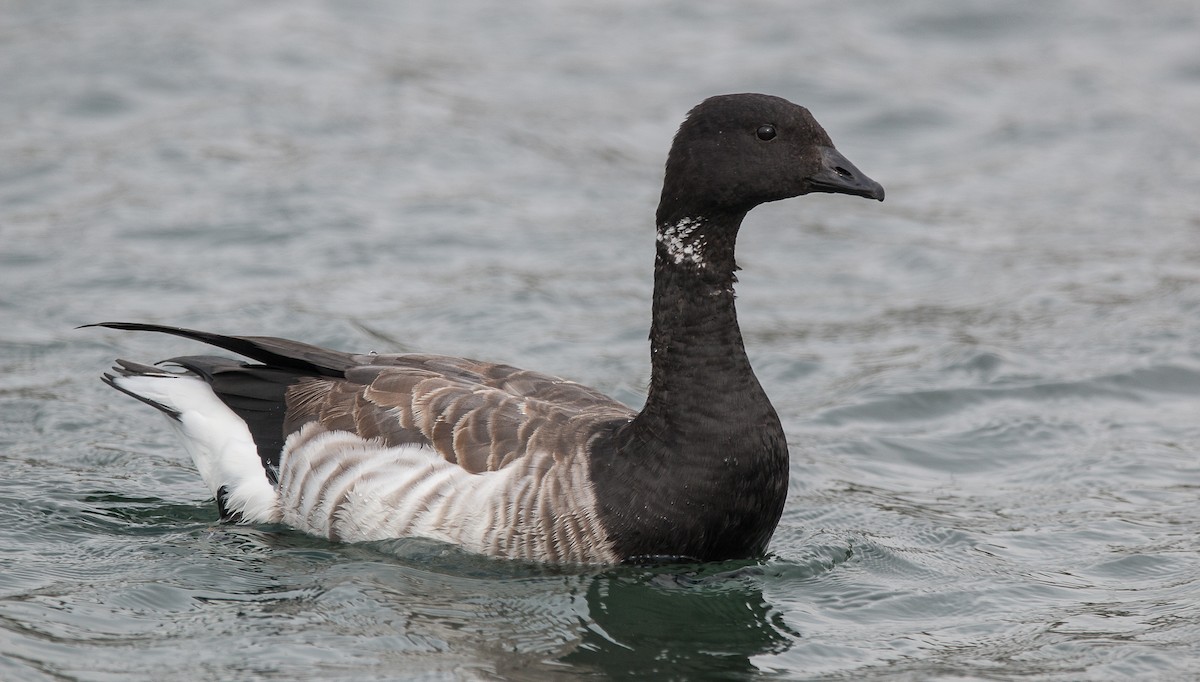 Brant - ML117250601