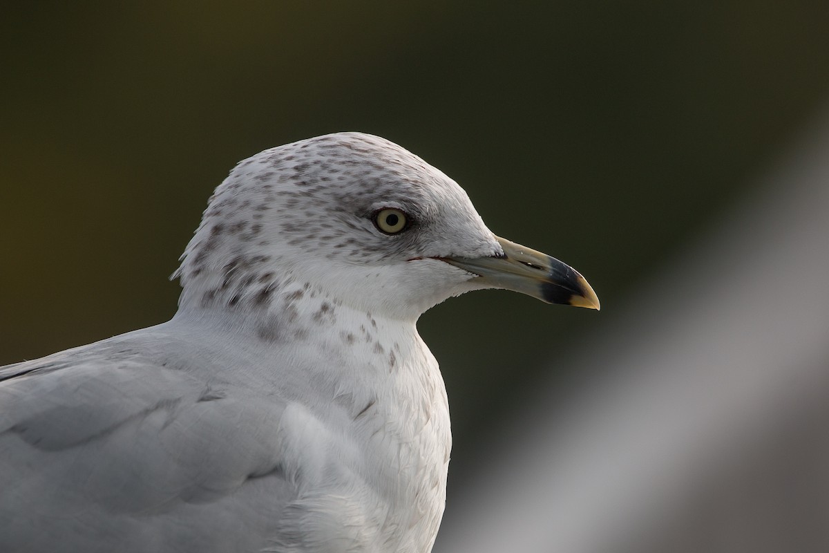 Ring-billed Gull - Joel Strong