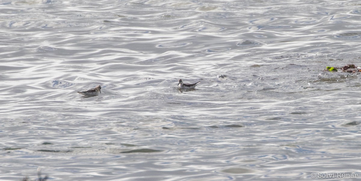 Red Phalarope - ML117250771