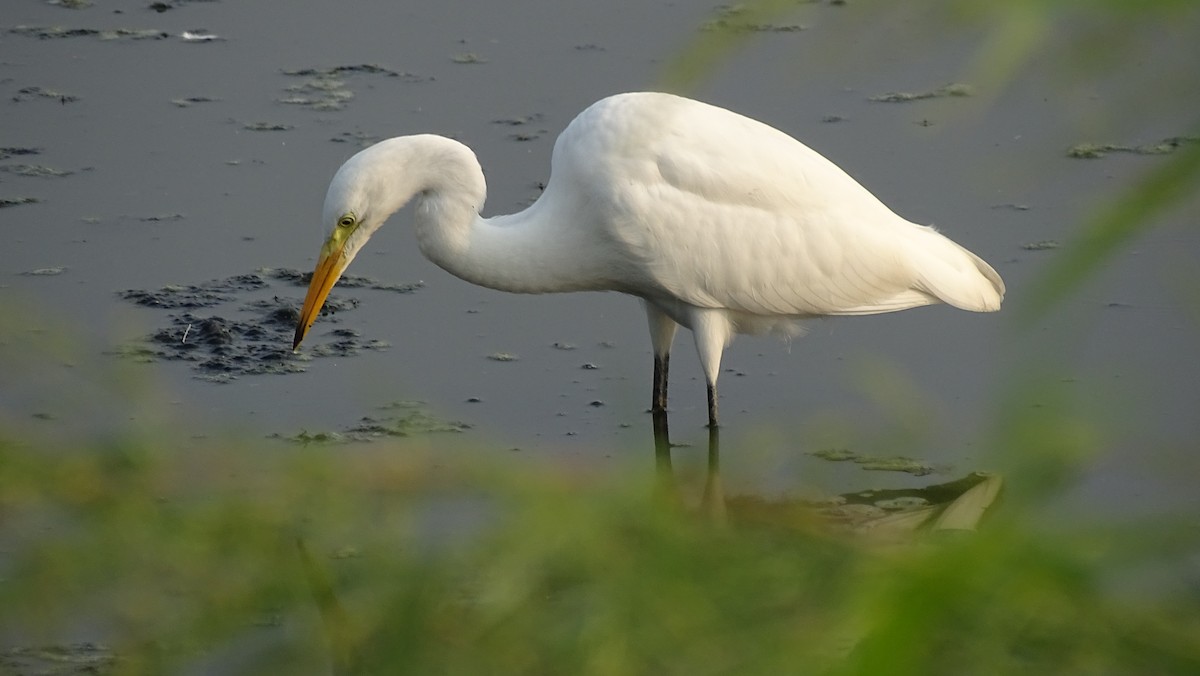 Medium Egret - ML117251041