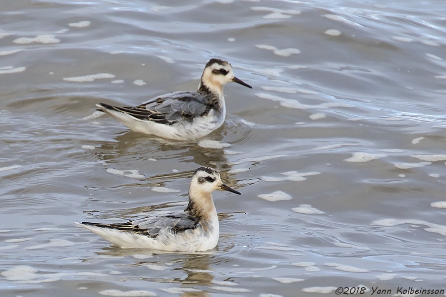 polarsvømmesnipe - ML117251141