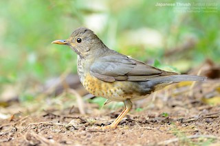 クロツグミ - eBird