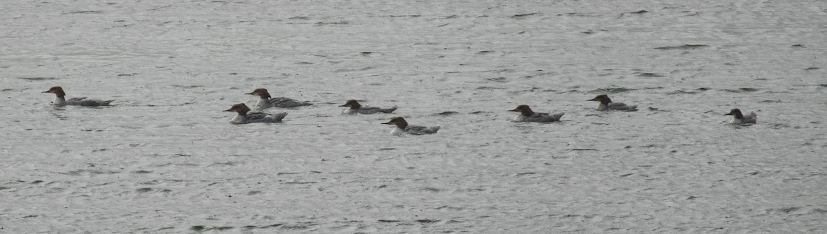 Common Merganser - ML117253231