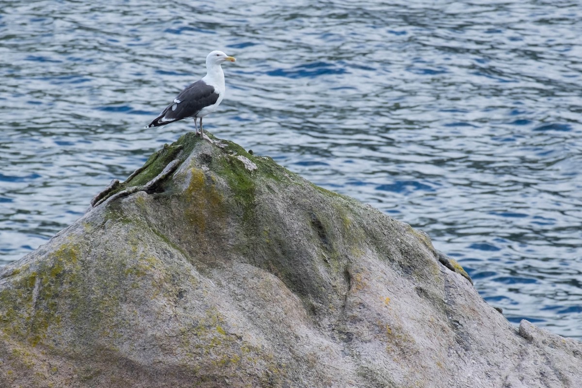 Great Black-backed Gull - ML117253251