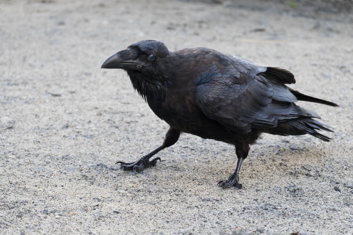 Common Raven - ML117253261