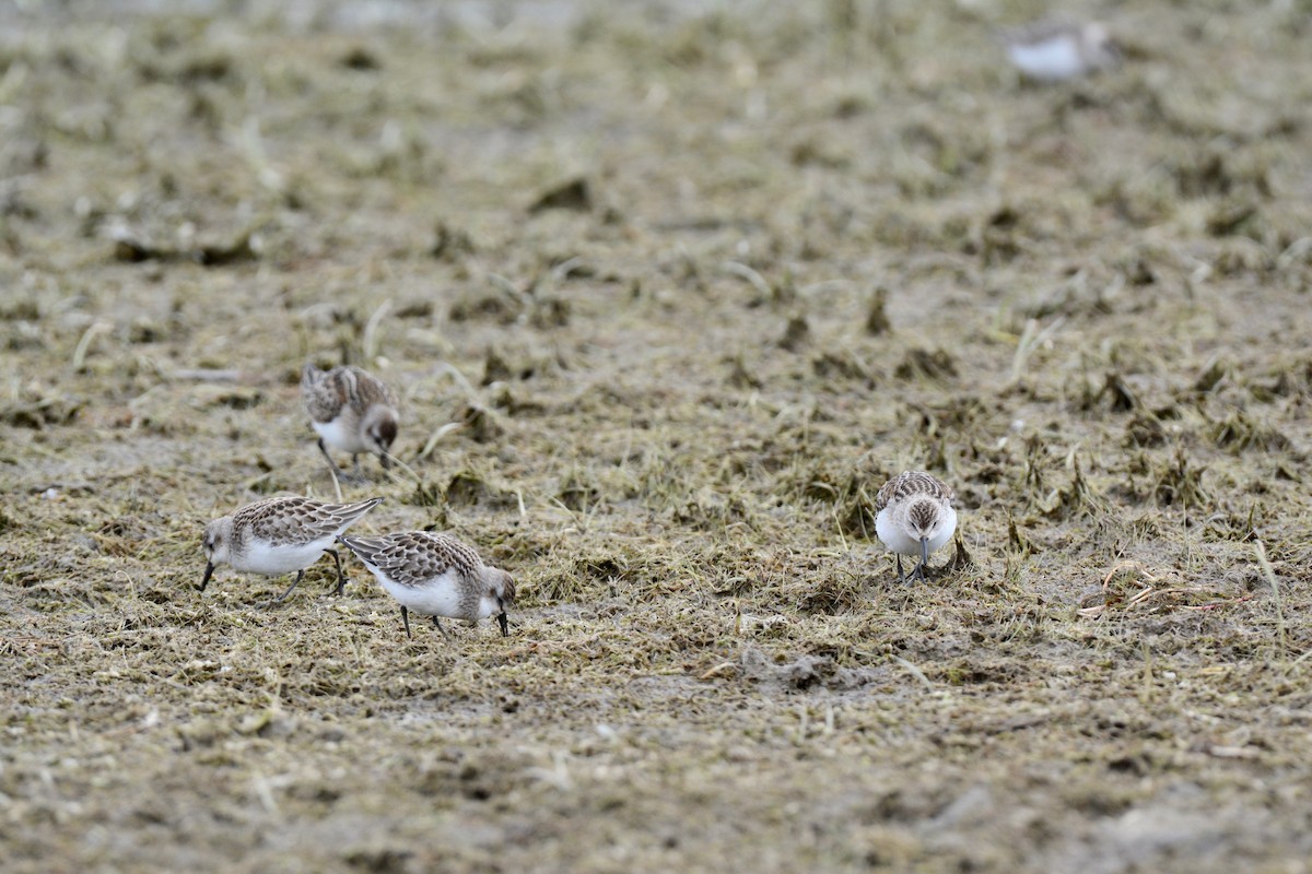 sandsnipe - ML117253651