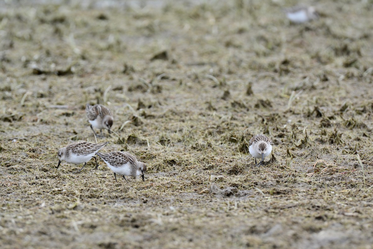 Semipalmated Sandpiper - ML117253651