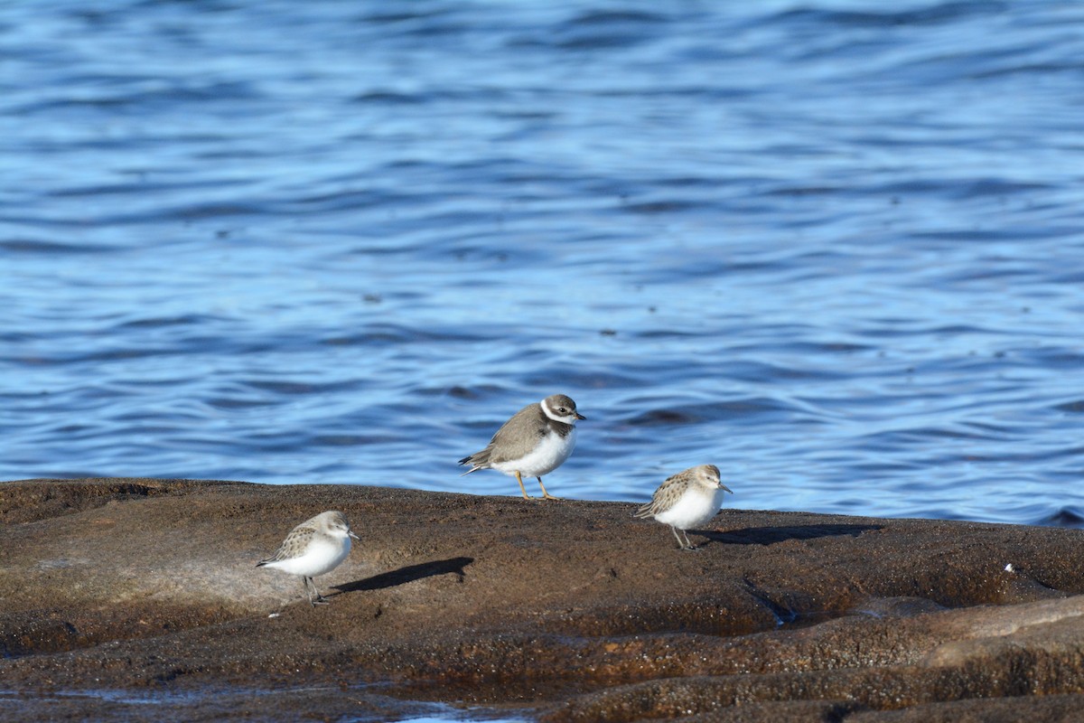 Semipalmated Sandpiper - ML117254171