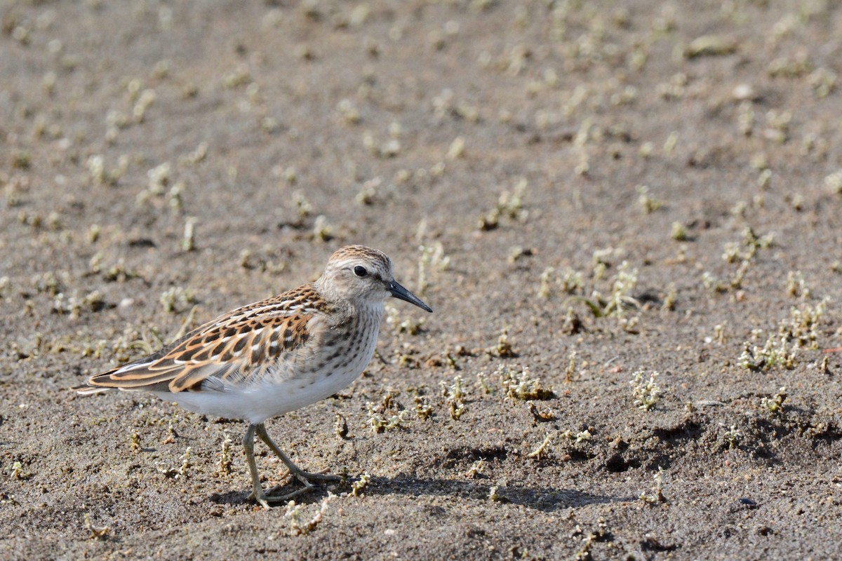 Least Sandpiper - ML117254421