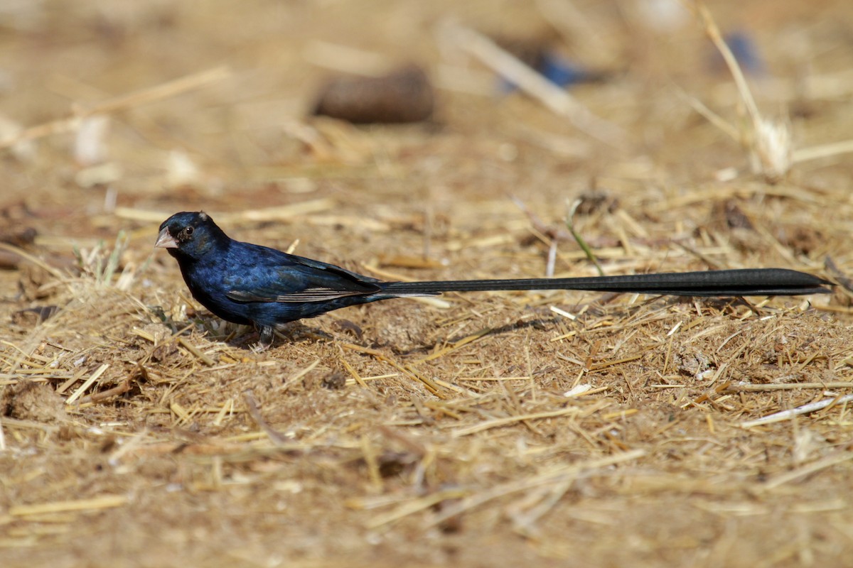 Steel-blue Whydah - ML117254611