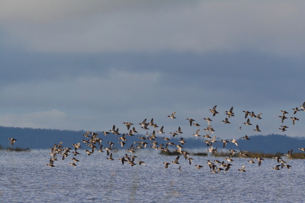 Green-winged Teal - ML117254701