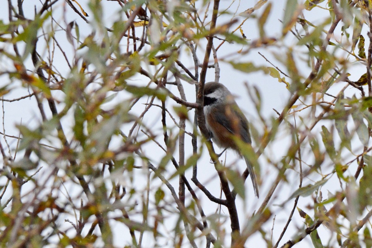 Boreal Chickadee - Monica Siebert