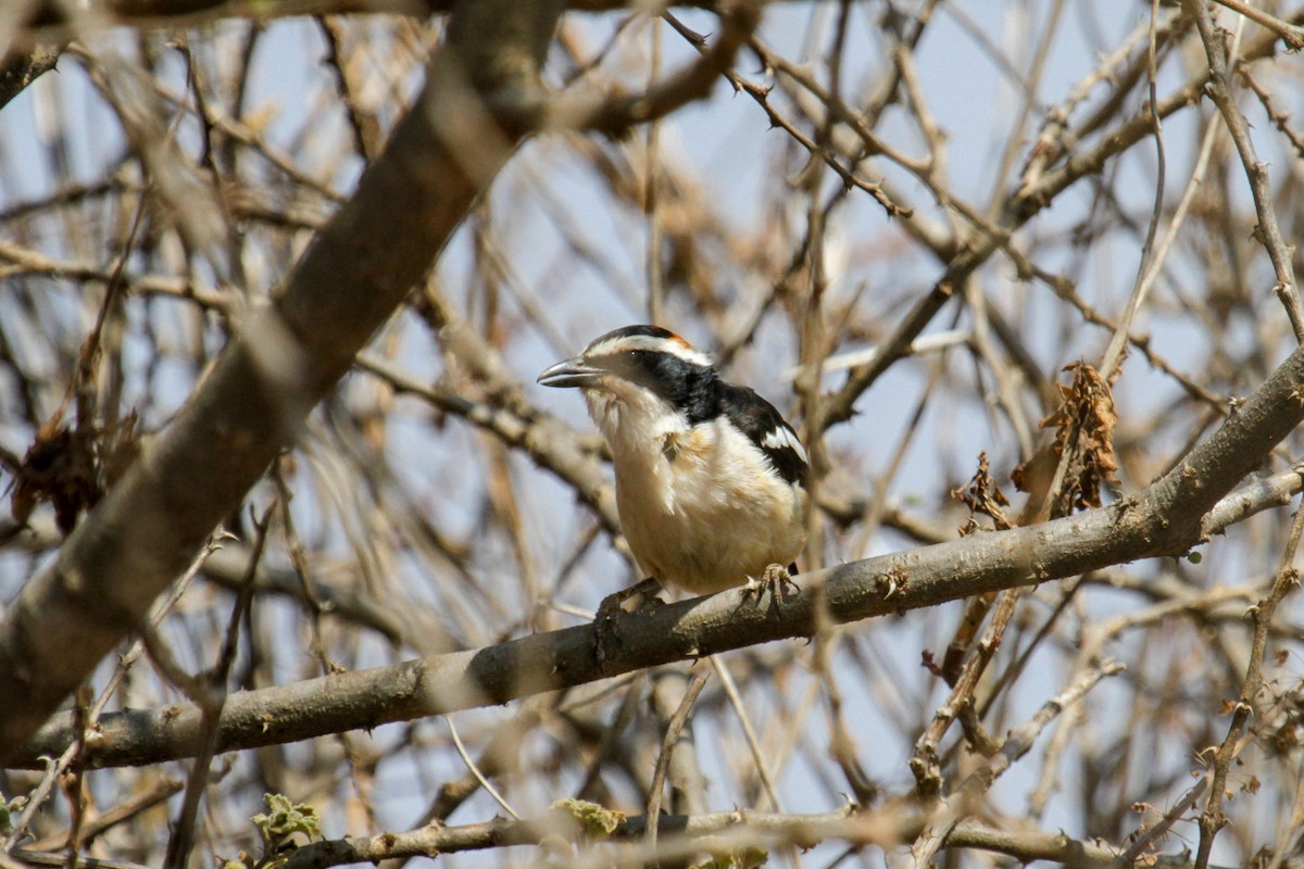 Red-naped Bushshrike - ML117254891