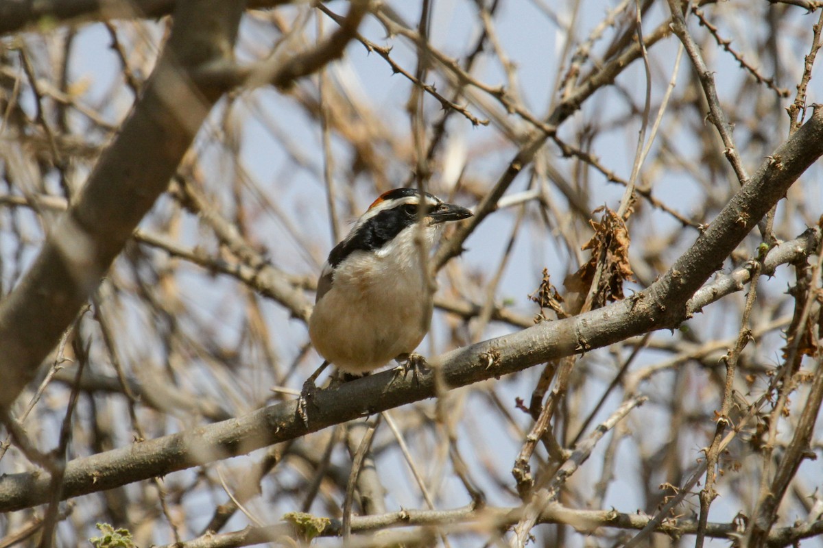 Red-naped Bushshrike - ML117254901