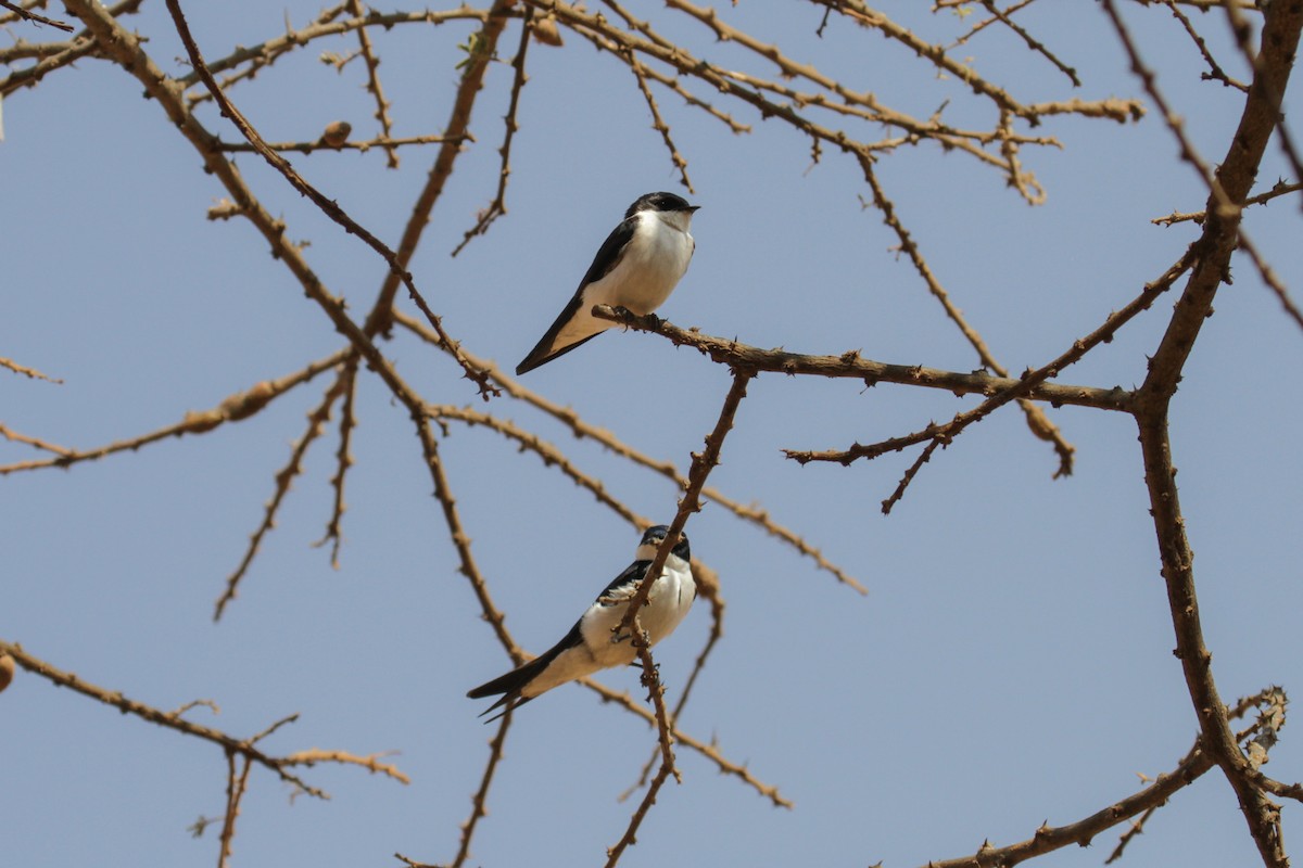 Hirondelle à queue blanche - ML117254991