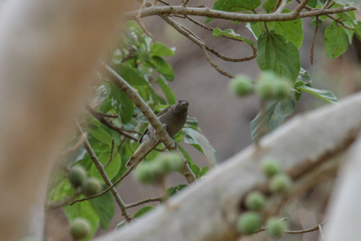 Lesser Honeyguide (Lesser) - ML117256071