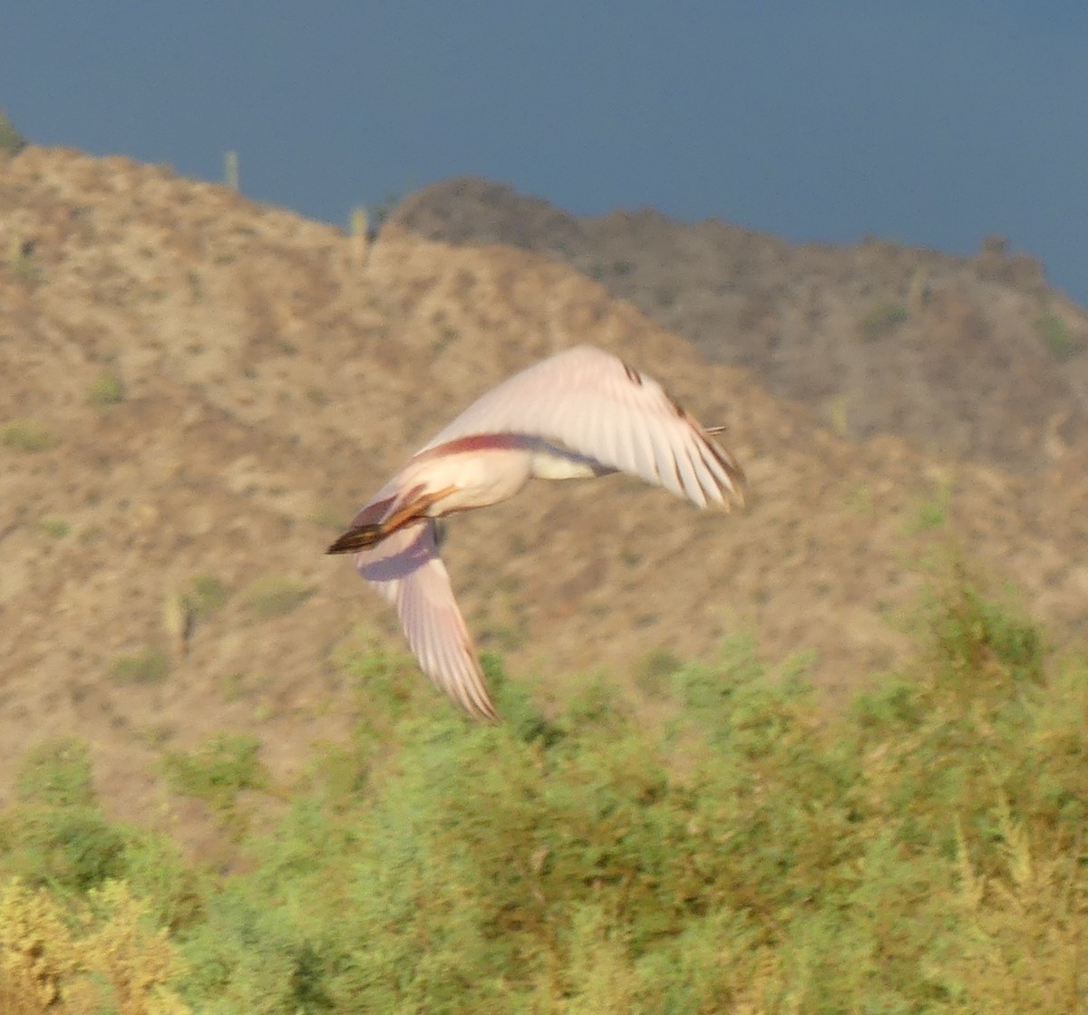 Roseate Spoonbill - Karen McKinley