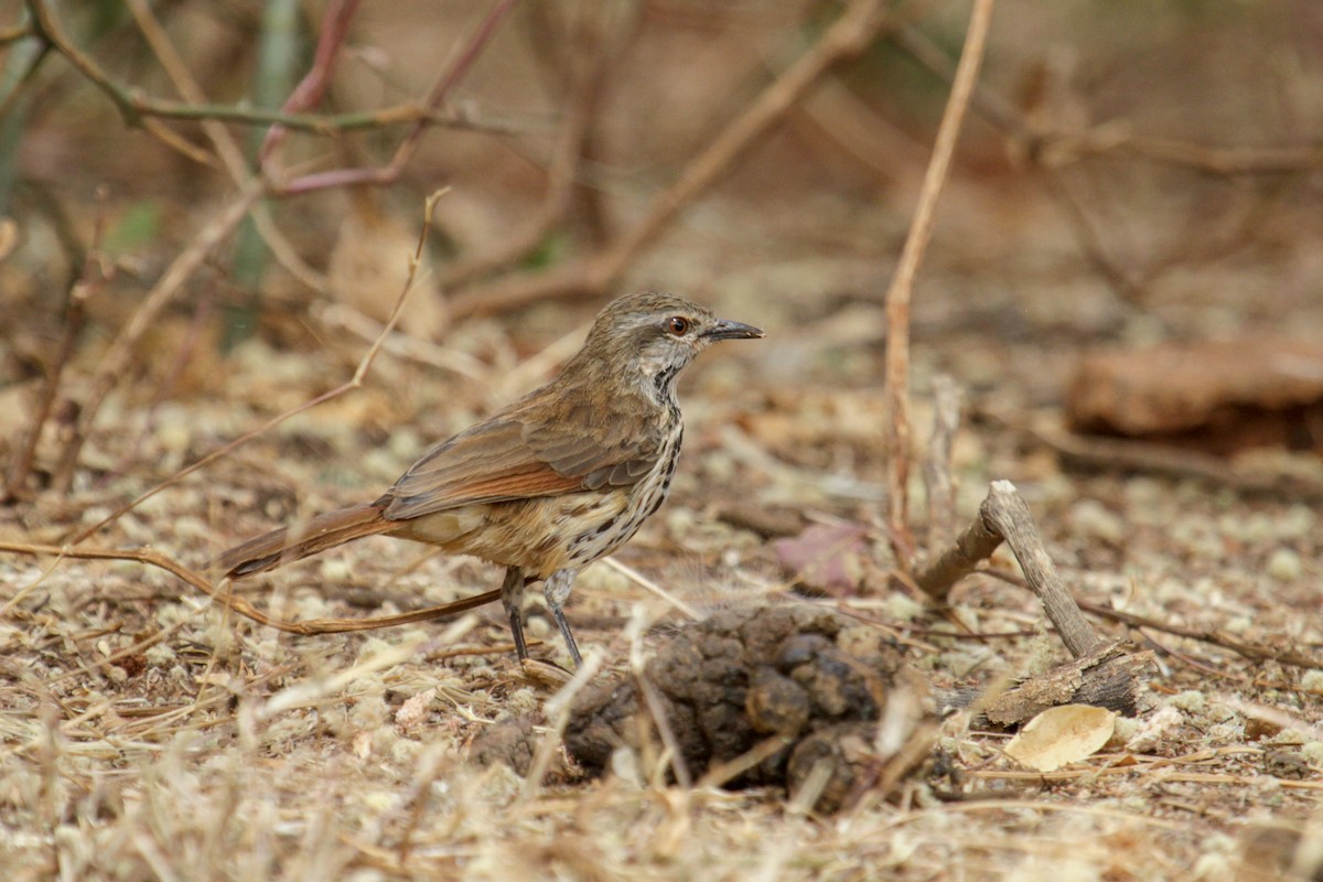 Spotted Morning-Thrush - ML117256371