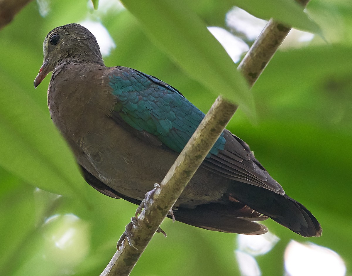 Palomita Esmeralda Cabecigrís - ML117256611