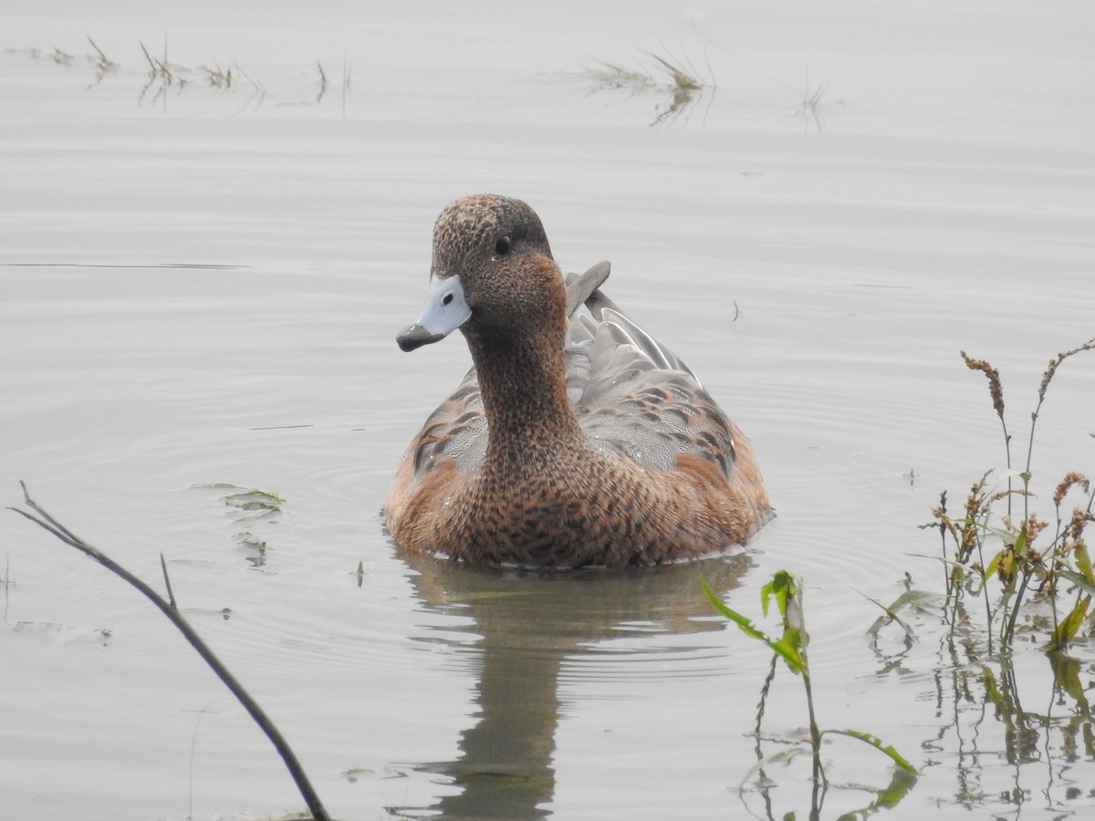Canard siffleur - ML117256811
